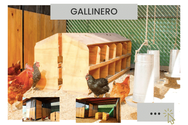 05gallinero